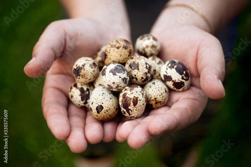 quail eggs in male hands macro