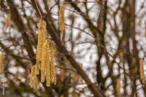 Hazelnut tree with a lot of big yellow hazelnut pollen photo