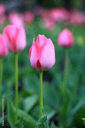 tulip in garden 