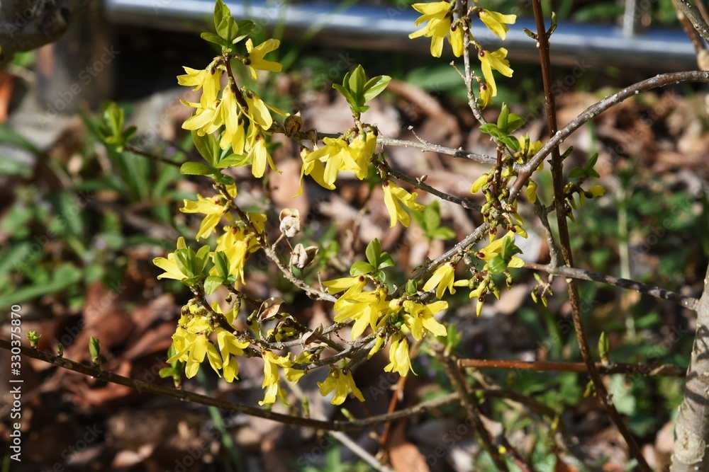 Forsythia(Golden bell) has many yellow four-petal flowers in thin branches in early spring.