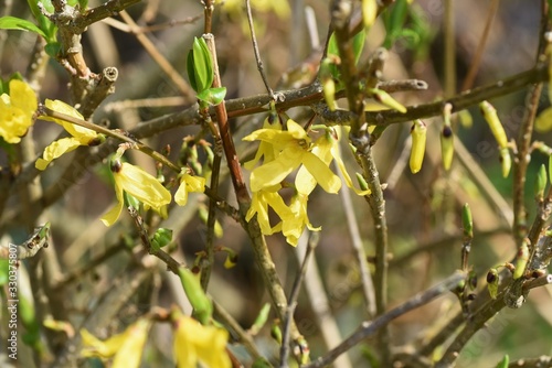Forsythia(Golden bell) has many yellow four-petal flowers in thin branches in early spring.