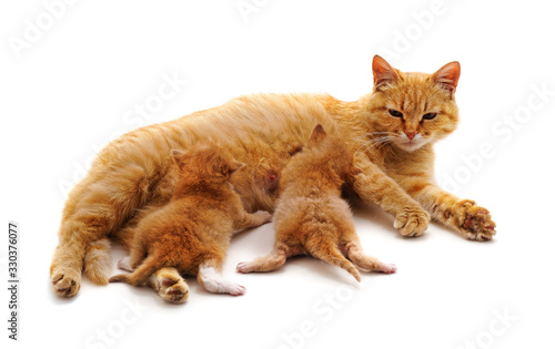 Fototapeta Naklejka Na Ścianę i Meble -  Cat feeds kittens.
