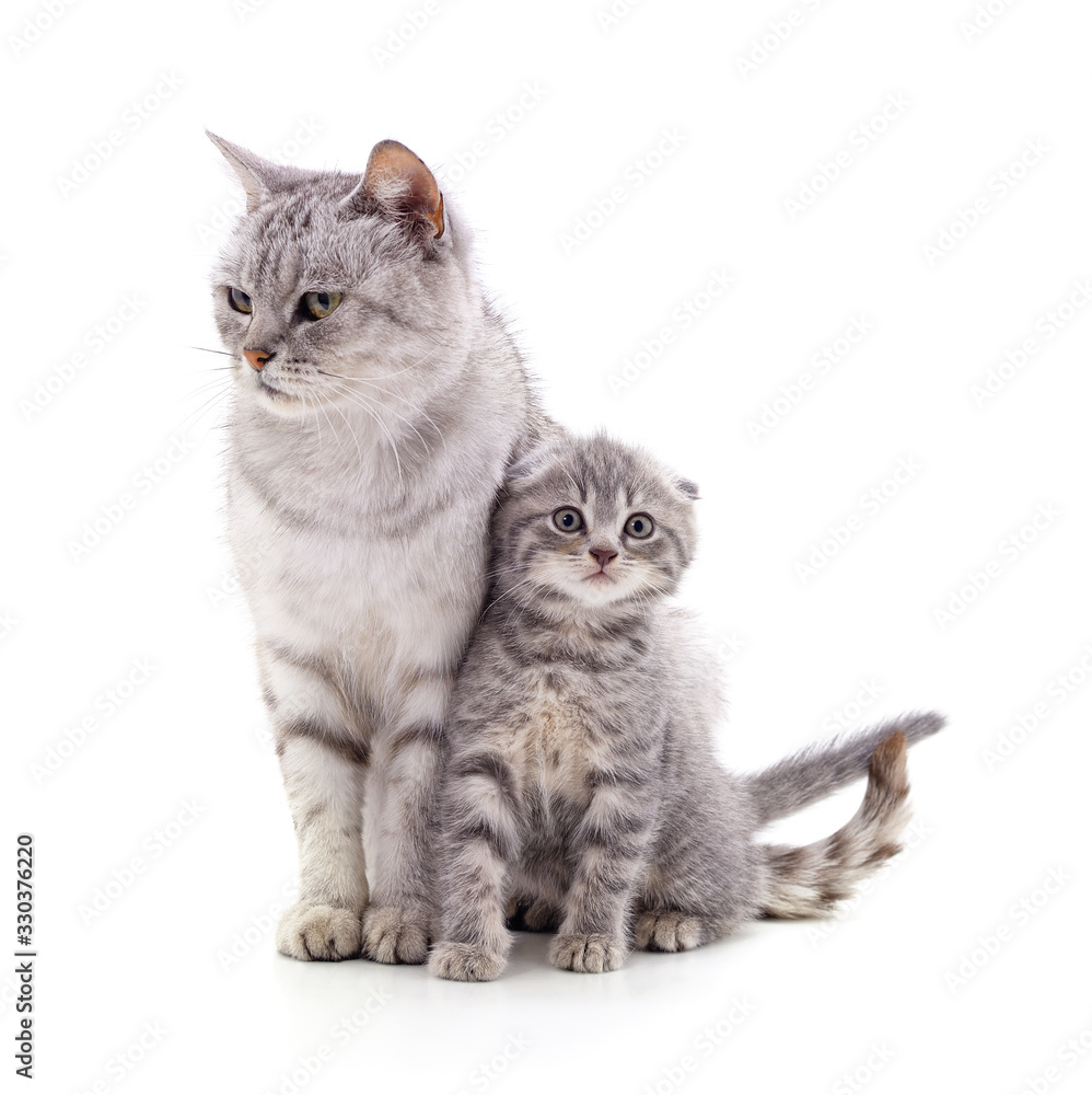Obraz premium Mom cat with kitten.