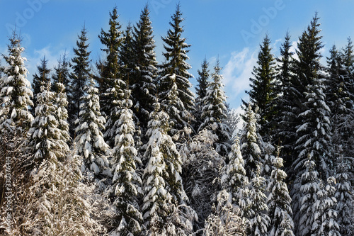 Tranquil winter scenic view of fir trees covered with snow in mountains, winter snowfall in the forest, snowdrifts. Christmas greeting card, winter background