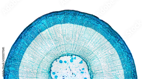 Stem of wood dicotyledon, half cross section under microscope. Light microscope slide with the microsection of a wood stem with vascular bundles, concentric arranged in a ring. Plant anatomy. Photo. photo