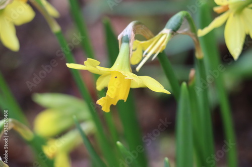 daffodil 