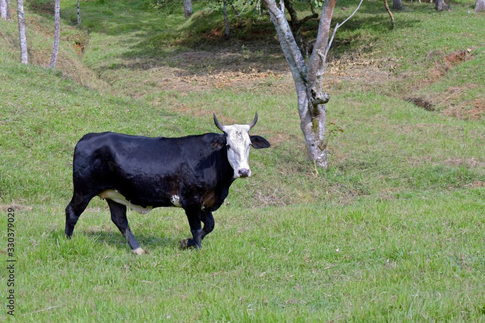 Black ox with white head, isolated, walking in the pasture Black ox with white head, isolated, walking in the pasture