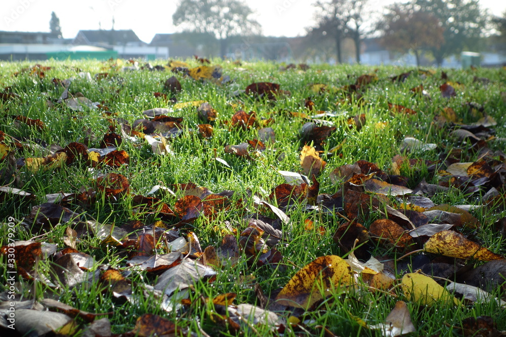 Autumn leaves beetwenn the green grass Autumn leaves beetwenn the green grass