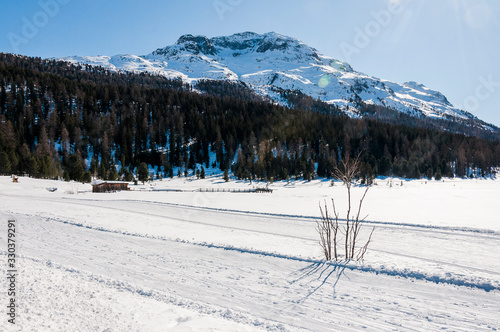 St. Moritz, Stazersee, Holzsteg, Stazerwald, Rosatschgruppe, Langlauf, Langlaufloipe, winter, wintersport, Wanderweg, Oberengadin, Alpen, Graubünden, Schweiz