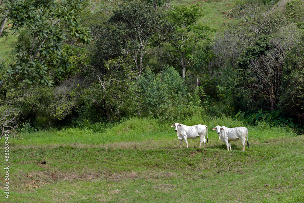 Landscape with Nellore calves, with forest in the background Landscape with Nellore calves, with forest in the background