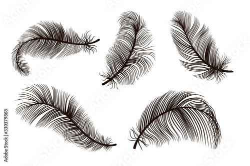 Black black feather hand drawing vintage set. Detailed feathers sketch. Bird plume collection vector