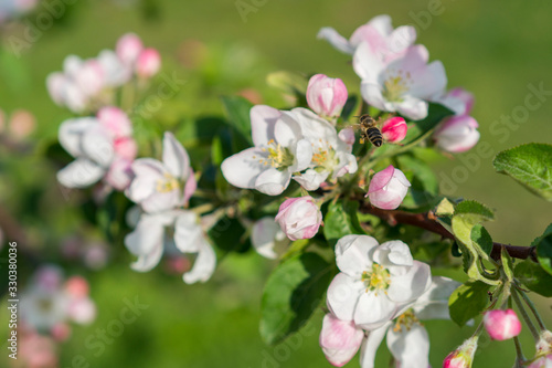 Honey bee pollinating apple blossom. The Apple tree blooms. Spring flowers