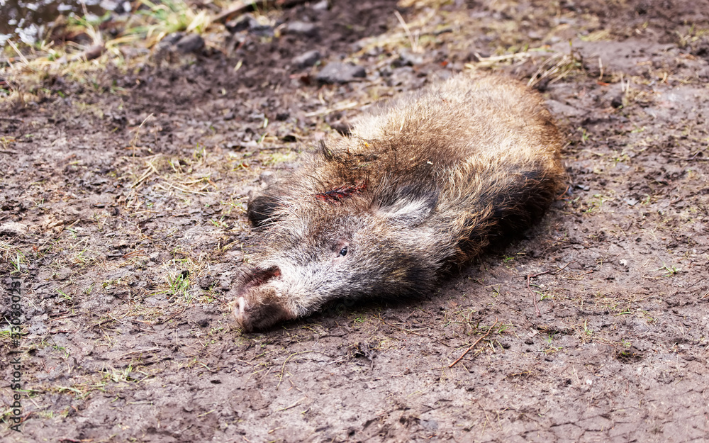 Obraz premium Killed wild boar at autumn forest