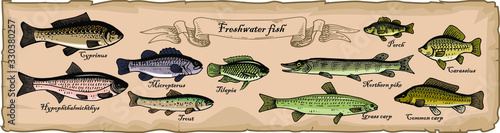 An old sheet of paper with a drawing of different types of freshwater fishes. Fish drawn in pen and ink. Trace. Perch, carp, silver carp, pike, grass carp. Vector illustration.