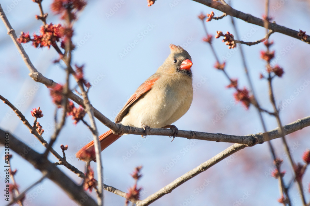 Red Cardinal Female Northern Singing in a Red Flowering Tree Red Cardinal Female Northern Singing in a Red Flowering Tree