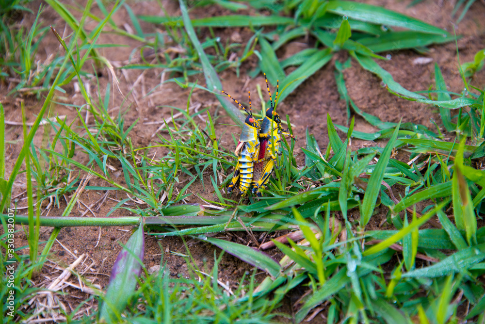 couple of mating grasshoppers, Phuthaditjhaba, south africa
