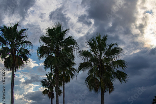 Palm Trees Against a Dramatic Cloudy Sky