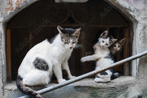 Two stray cats against a brick wall. Photography of playing cats, happy homeless animal mother and son.