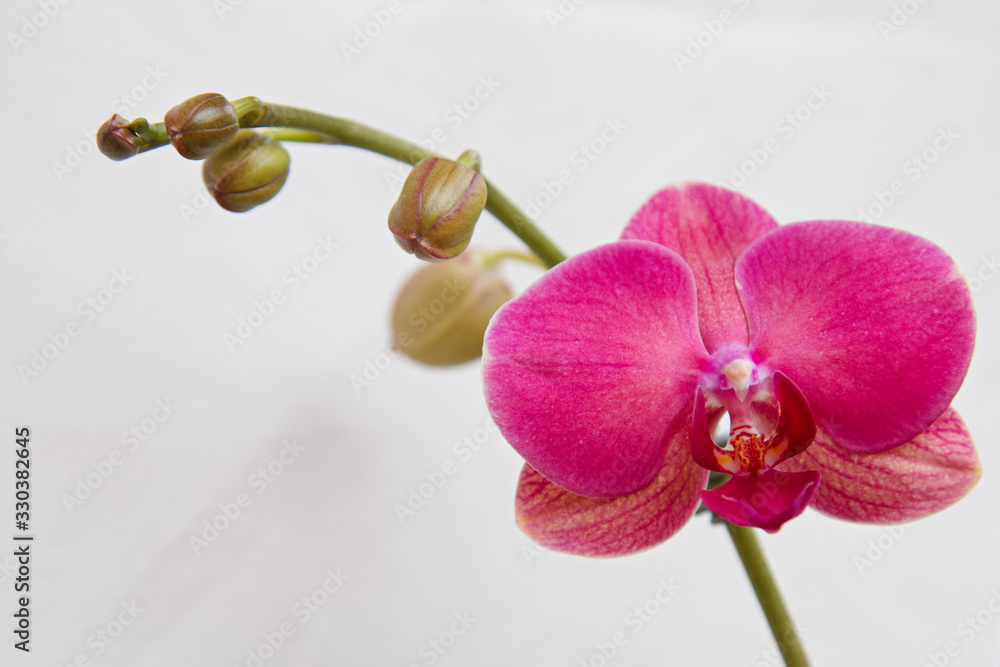 Obraz premium pink orchid close up in bloom