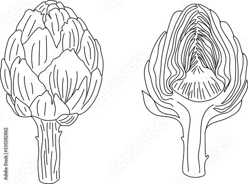  Vector artichoke illustration. Line drawing. exotic flowers. Postcards.