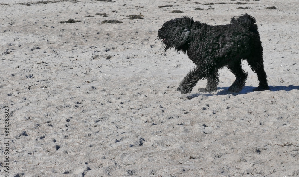 Riesenhund am Strand