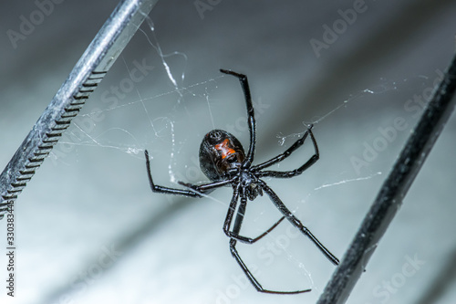 Dangerous Black Widow Spider 