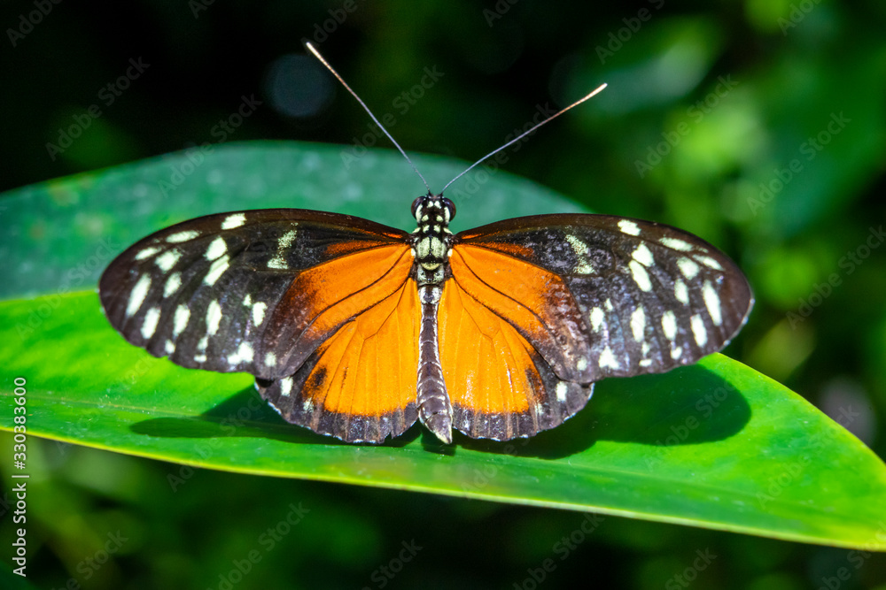 Tropischer Schmetterling / Falter: Passionsblumenfalter (Heliconius) aus Mittelamerika Tropischer Schmetterling / Falter: Passionsblumenfalter (Heliconius) aus Mittelamerika
