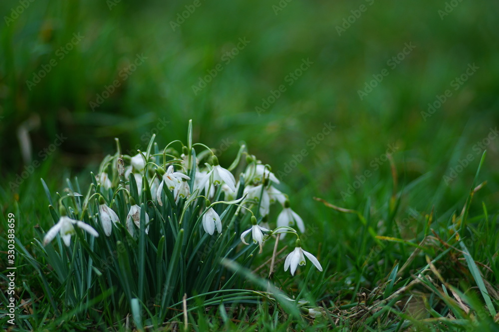 Galanthus Schneeglöckchen Blumen im Frühling Galanthus Schneeglöckchen Blumen im Frühling