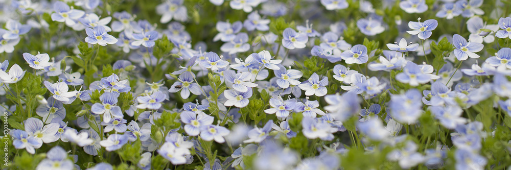 background of delicate blue wonderful flowers of veronica background of delicate blue wonderful flowers of veronica