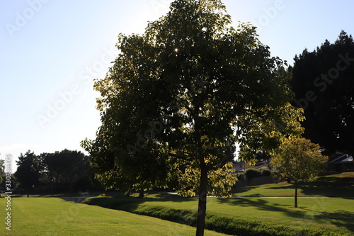 tree in the park