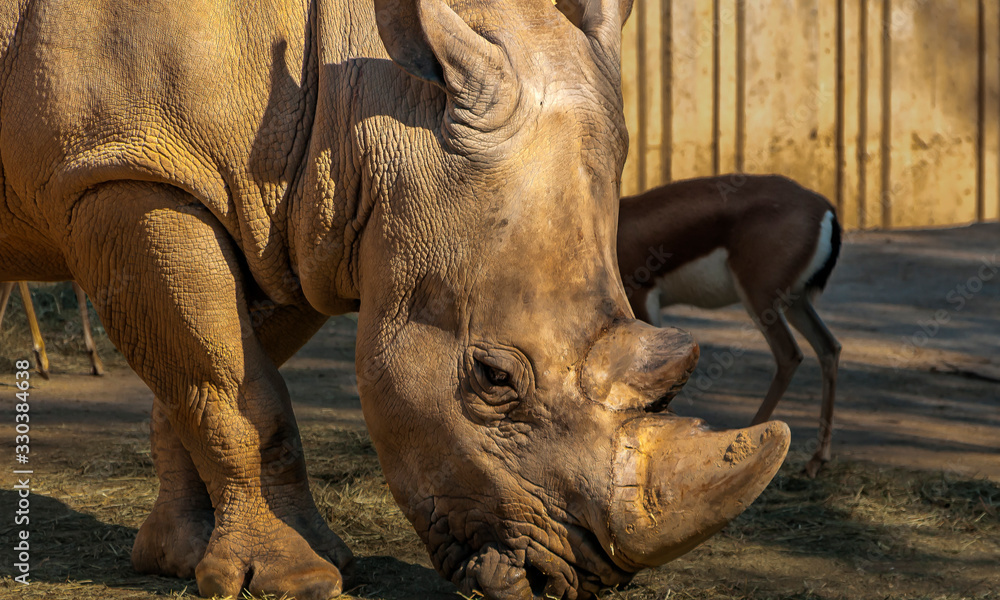 Fototapeta premium Rhinoceros in the Zoo of Madrid, Spain.