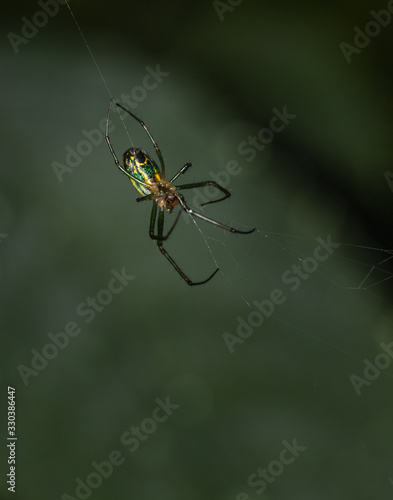 An orchard orbweaver spider shows off its aerial artistry © cwieders