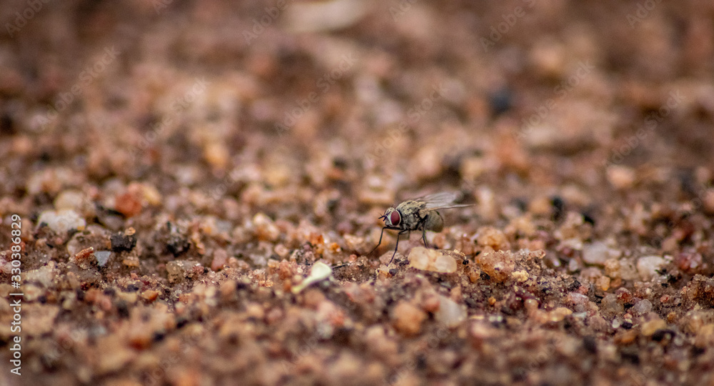 Spot the housefly Spot the housefly