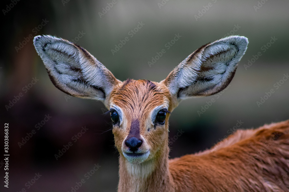 Fototapeta premium Steenbok with huge ears