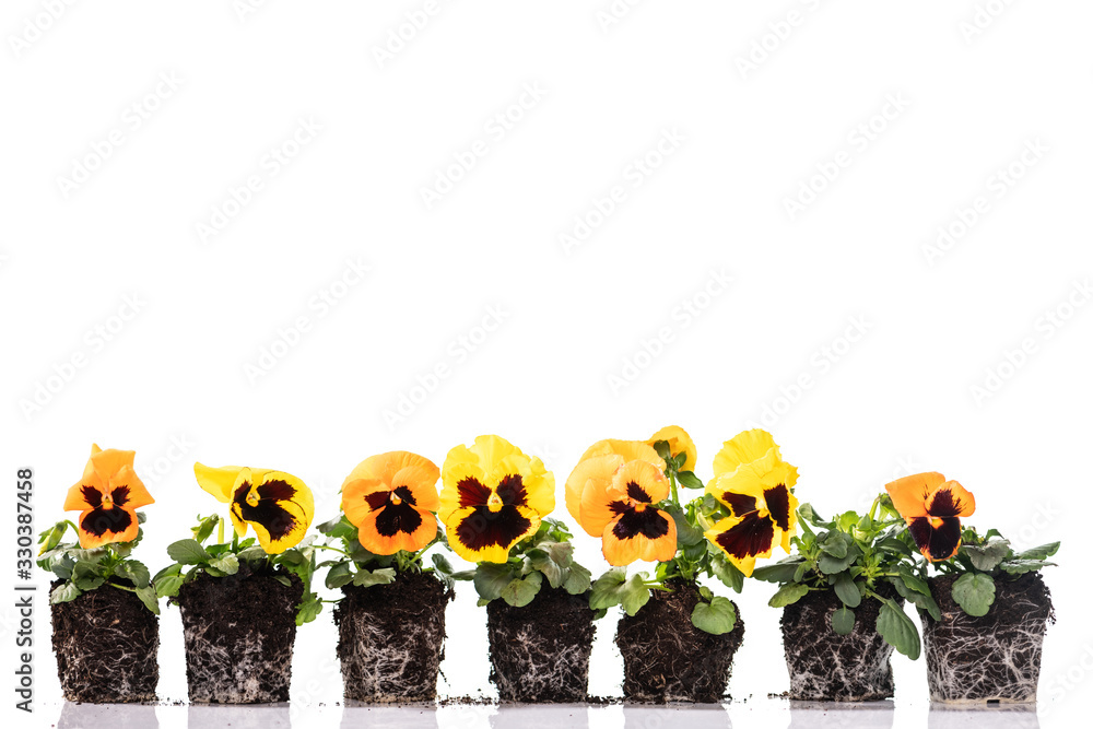 Different pansies with roots and soil on white background Stock Photo
