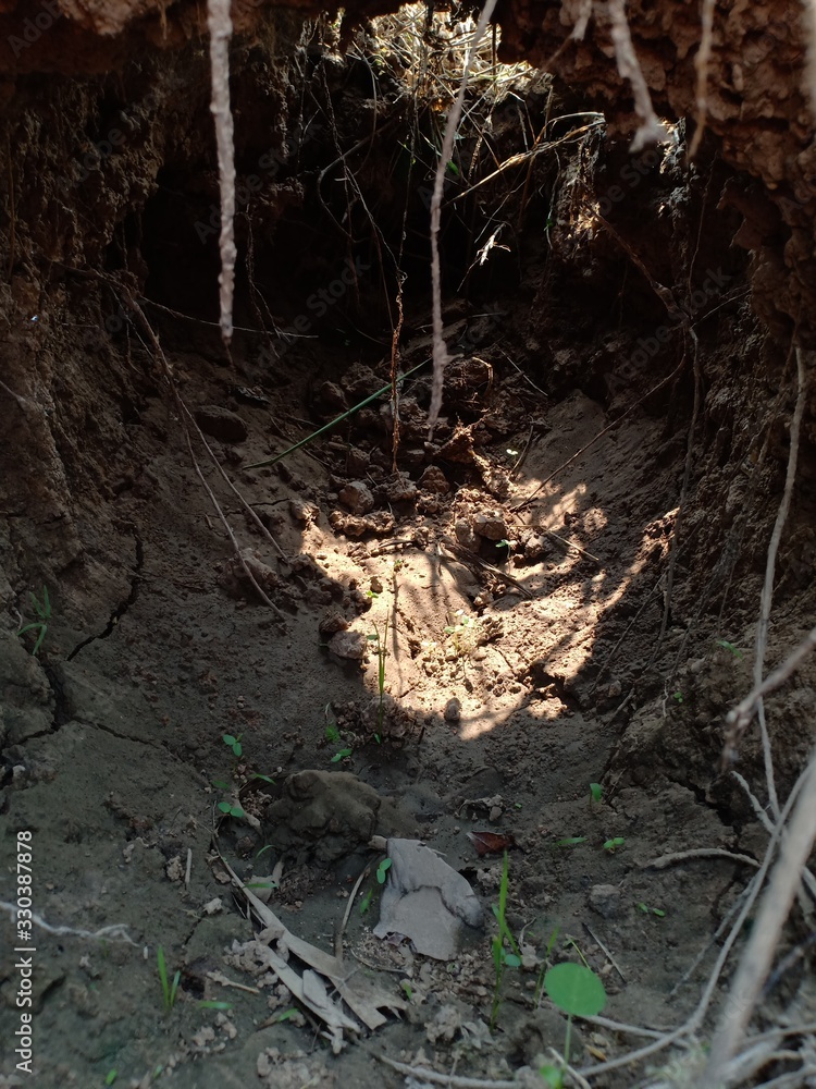 anthill in the forest anthill in the forest