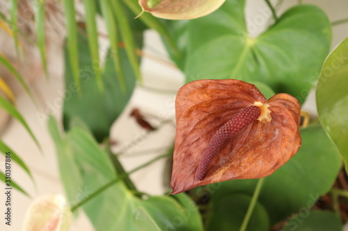 Residential Gardening with anthurium plant. A plant of the botanical genus belonging to the Araceae family and is very traditional in landscaping.