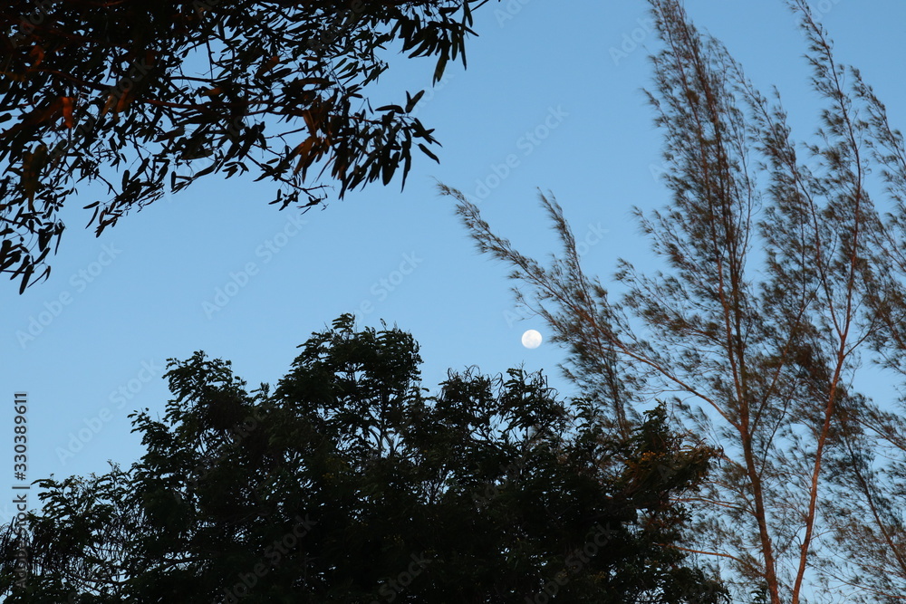 sunset with view of the moon between trees in Arapiraca city, state of Alagoas, Brazil