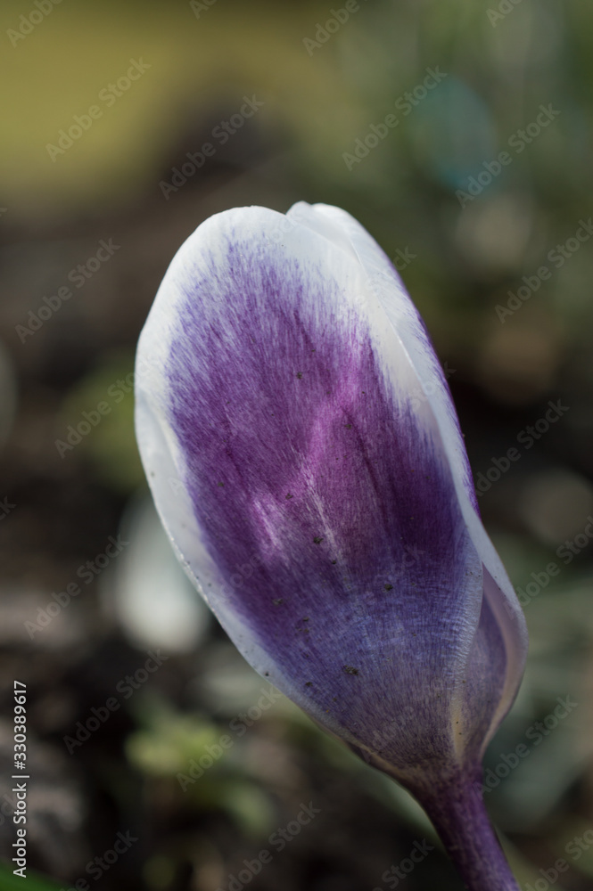 Fototapeta premium Biało fioletowe krokusy