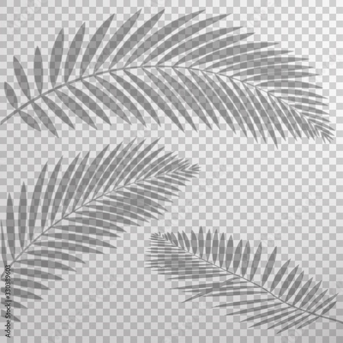 shadow effect palm leaf transparent background vector
