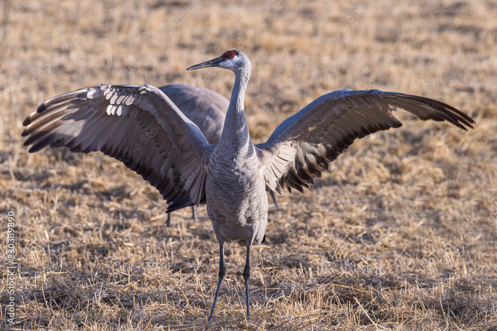 Obraz premium Migrating Greater Sandhill Cranes in Monte Vista, Colorado