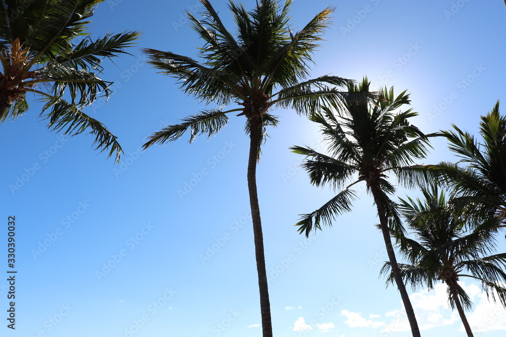 Coconut trees on Ponta Verde beach, Maceio city, Alagoas state, Brazil. Coconut trees on Ponta Verde beach, Maceio city, Alagoas state, Brazil.