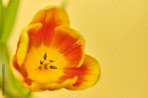Tulips orange color on a yellow background. Copy space.