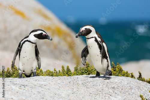 Penguin in Boulders Beach near Capetown