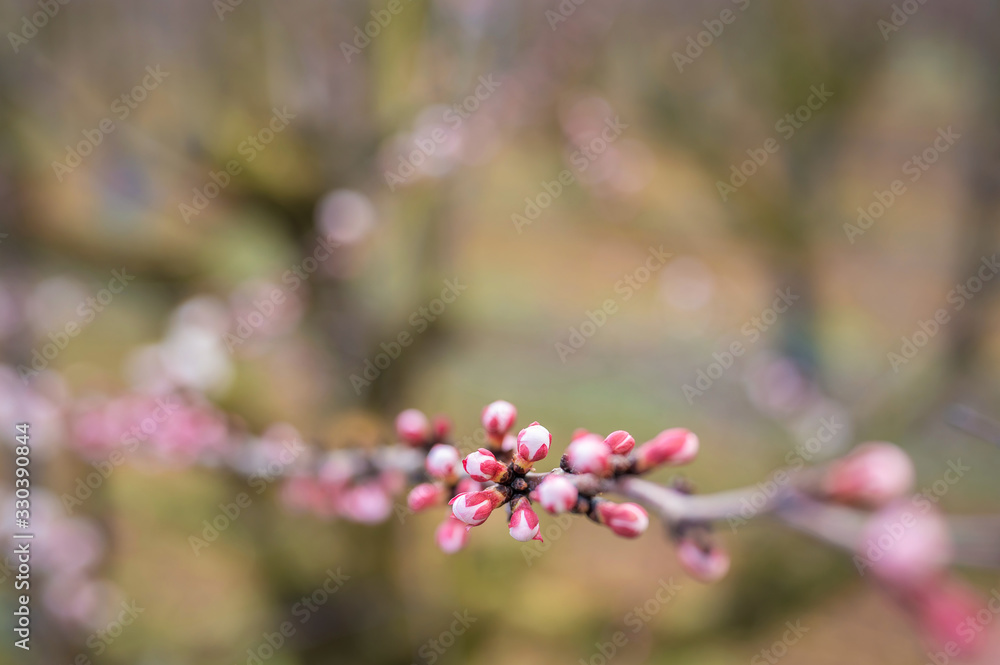 Geschlossene Aprikosenblüte im Frühjahr als Hintergrund mit Textfreiraum Geschlossene Aprikosenblüte im Frühjahr als Hintergrund mit Textfreiraum
