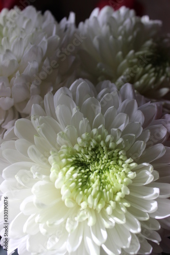 white chrysanthemum flowers  macro  tenderness  affection and care.   
