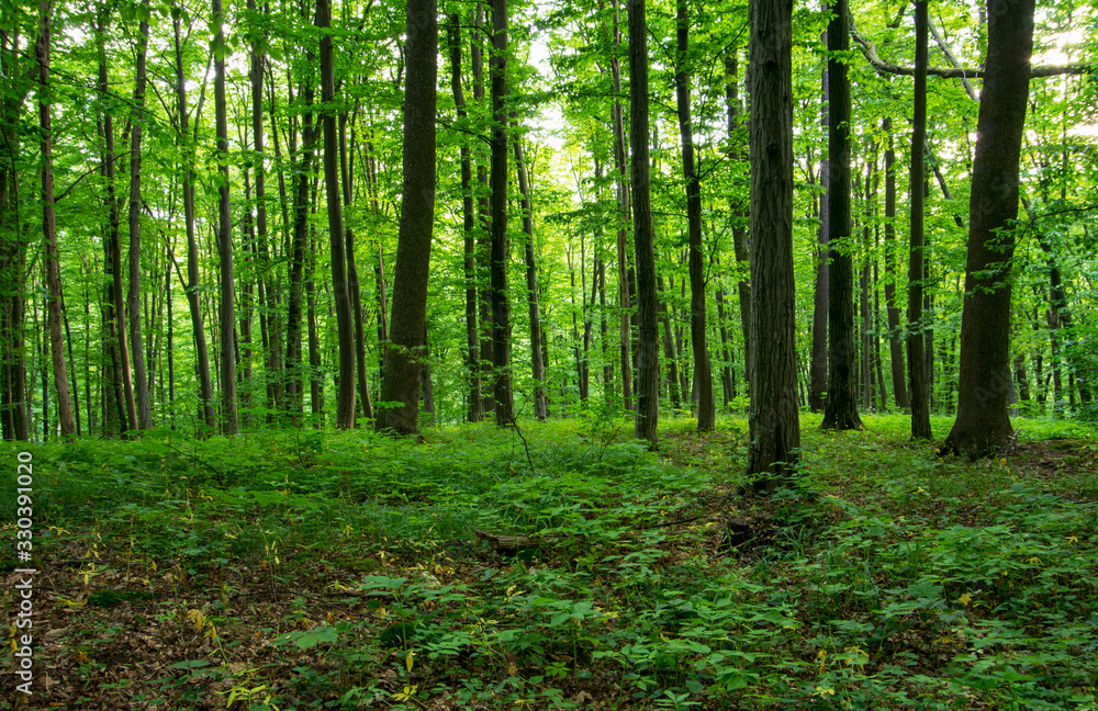Sunlight in the green forest, spring time Sunlight in the green forest, spring time
