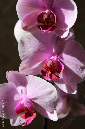 pink orchid in sunny mood for nice color