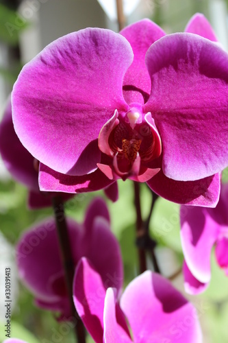 attractive, pink orchid on a green background