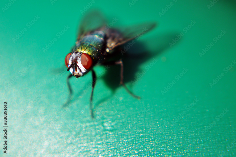 Fototapeta premium blow fly house fly up close 